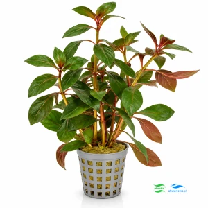 Ludwigia species