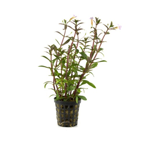 Ludwigia arcuata 2.jpg