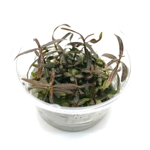 Hygrophila sp. Araguaia invB