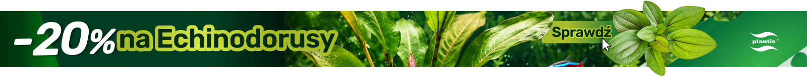 Echinodorus Promo